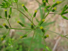 Senecio picridioides