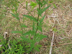 Senecio picridioides