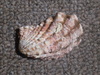 Large-ribbed Cardita - Photo (c) Dan Monceaux, some rights reserved (CC BY-NC), uploaded by Dan Monceaux