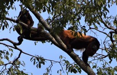 Alouatta macconnelli