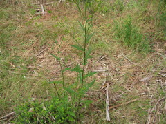 Senecio picridioides