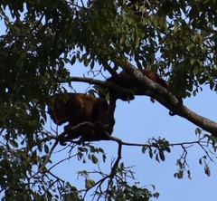 Alouatta macconnelli