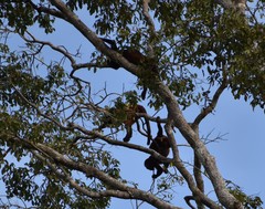 Alouatta macconnelli