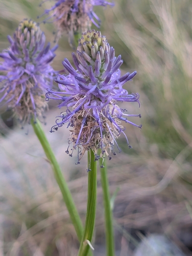 Betony-leaved Rampion (Phyteuma betonicifolium)