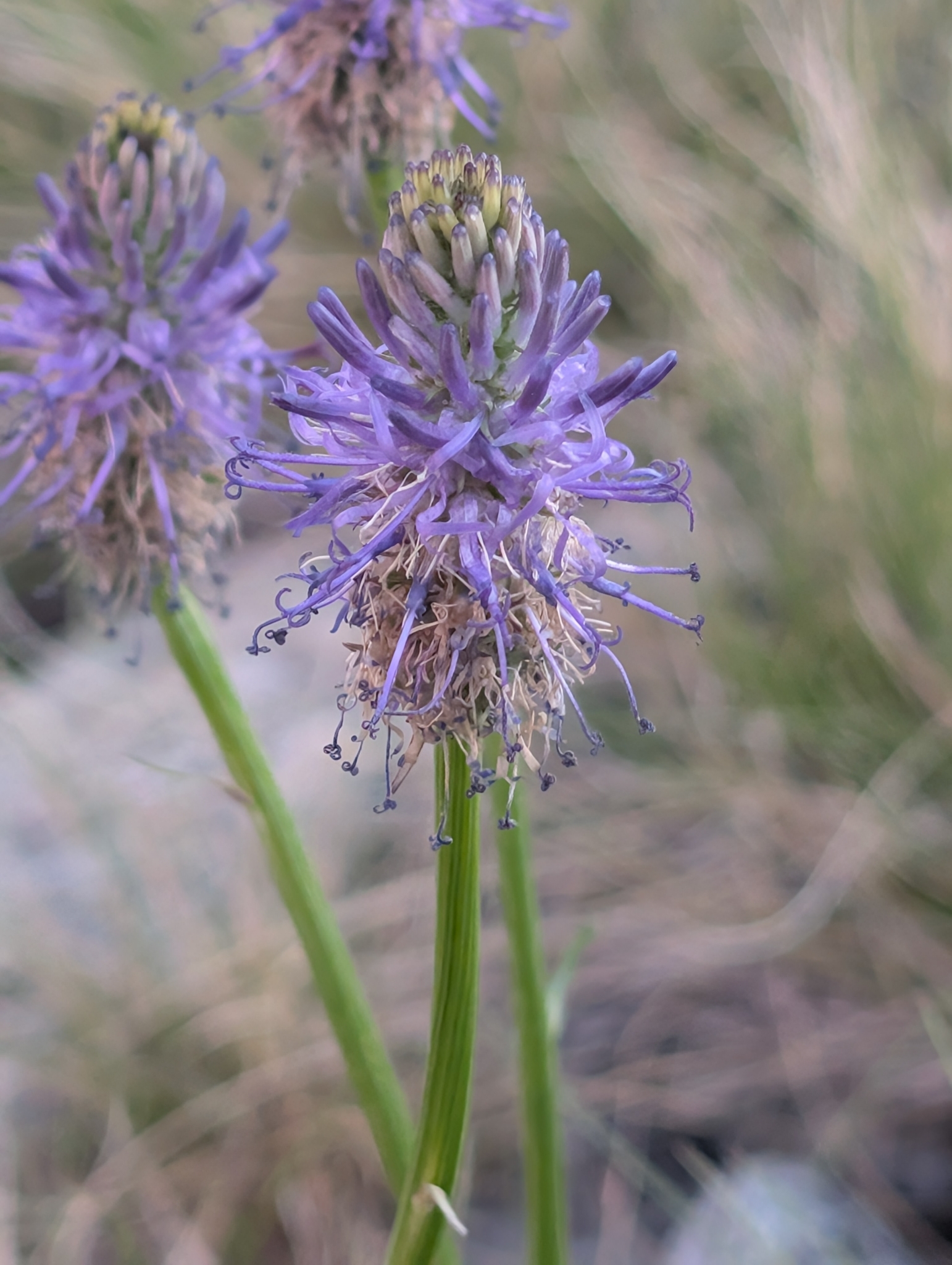 Betony-Leaved Rampion (Phyteuma betonicifolium)