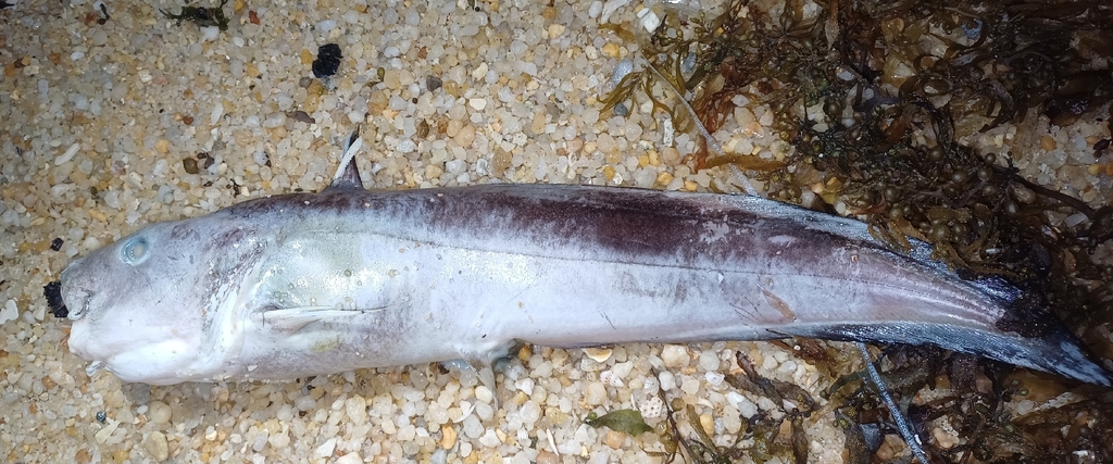 Barbel-eel catfish (Plotosus lineatus) — Plotosidae