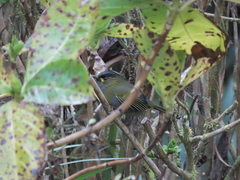 Liocichla steerii