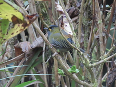 Liocichla steerii