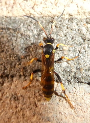 Ichneumon stramentor
