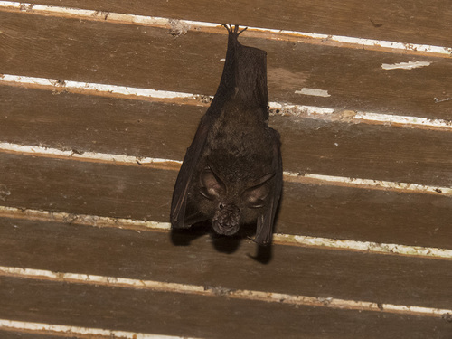 Woolly Horseshoe Bat
