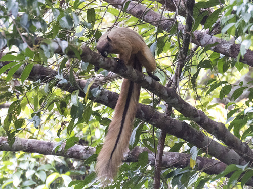 Pale Giant Squirrel