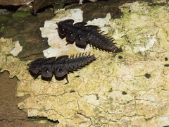 Platerodrilus ruficollis