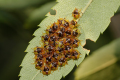 Acanthosoma haemorrhoidale