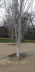 Magnoliopsida