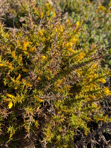 Ulex australis (Ulex australis)