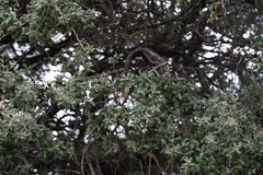 Quercus aucheri, photograph (c) Eleftherios Katsillis, some rights reserved (CC BY)
