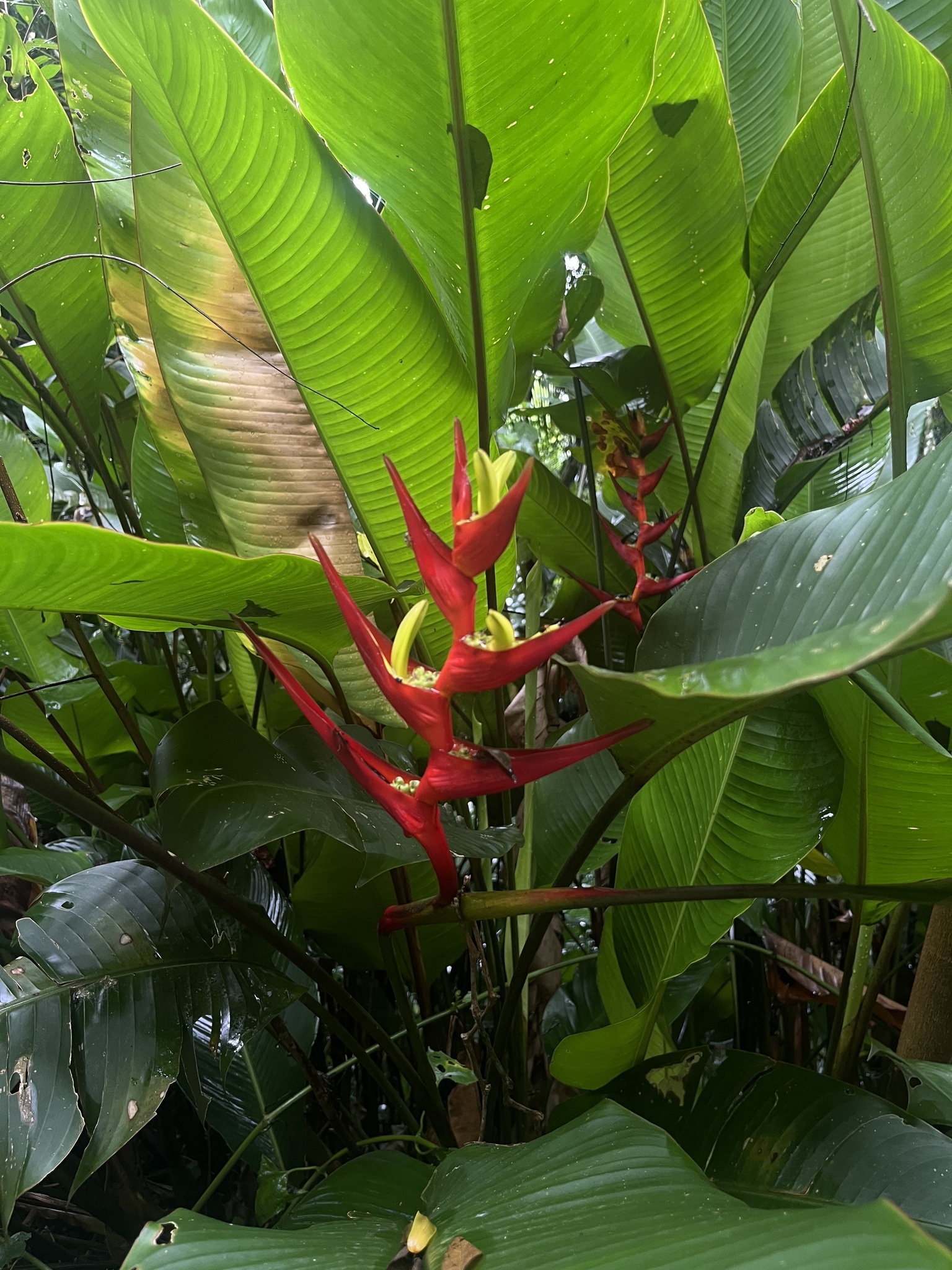 Heliconia farinosa