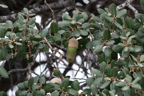 Aucher's Oak (Quercus aucheri)