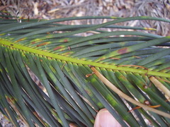 Encephalartos ghellinckii