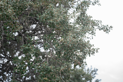 Quercus aucheri, photograph 4