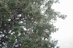 Quercus aucheri, photograph (c) Eleftherios Katsillis, some rights reserved (CC BY)
