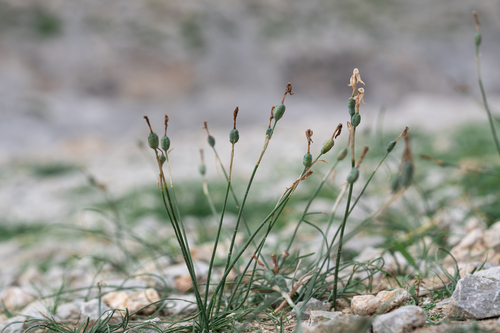 Small Pheasant's Eye (Narcissus deficiens)
