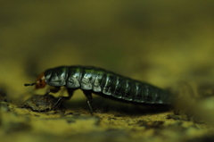 Dendroxena quadrimaculata