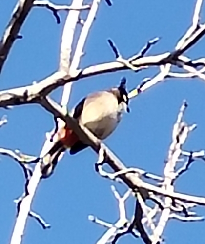 Bulbul orfeo (Pycnonotus jocosus)