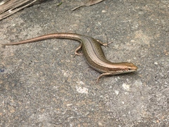 Entrecasteaux's Skink photo 5