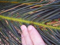 Encephalartos ghellinckii