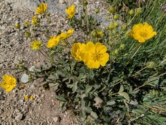 (c) Marios Thoma, some rights reserved (CC BY) Potentilla grandiflora, photograph (c) Marios Thoma, some rights reserved (CC BY)