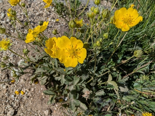 Potentilla grandiflora, photograph 6