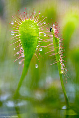 Drosera × obovata
