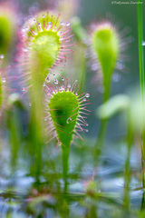 Drosera × obovata