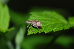 Polydrusus tereticollis