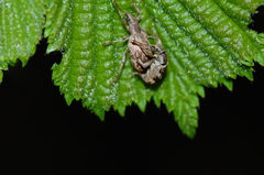 Polydrusus tereticollis