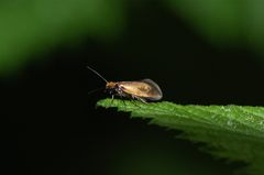 Micropterix calthella