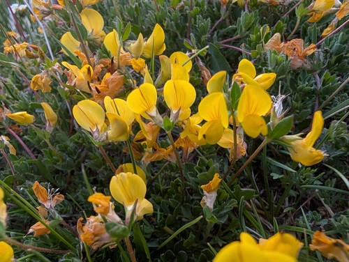 Alpine Bird's-Foot Trefoil (Lotus alpinus)