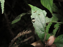 Argopus