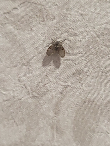 Unknown species found near New Jersey, US