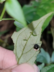 Argopus