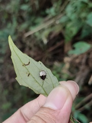 Argopus