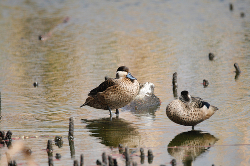 iNaturalist: (c) connor318, some rights reserved (CC BY-NC) iNaturalist image