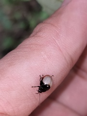 Argopus