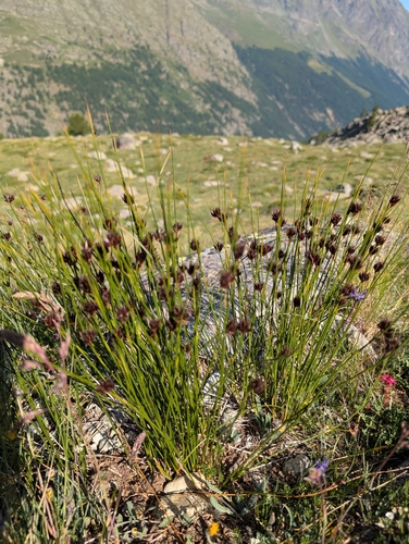 Jacquin's Rush (Juncus jacquinii)