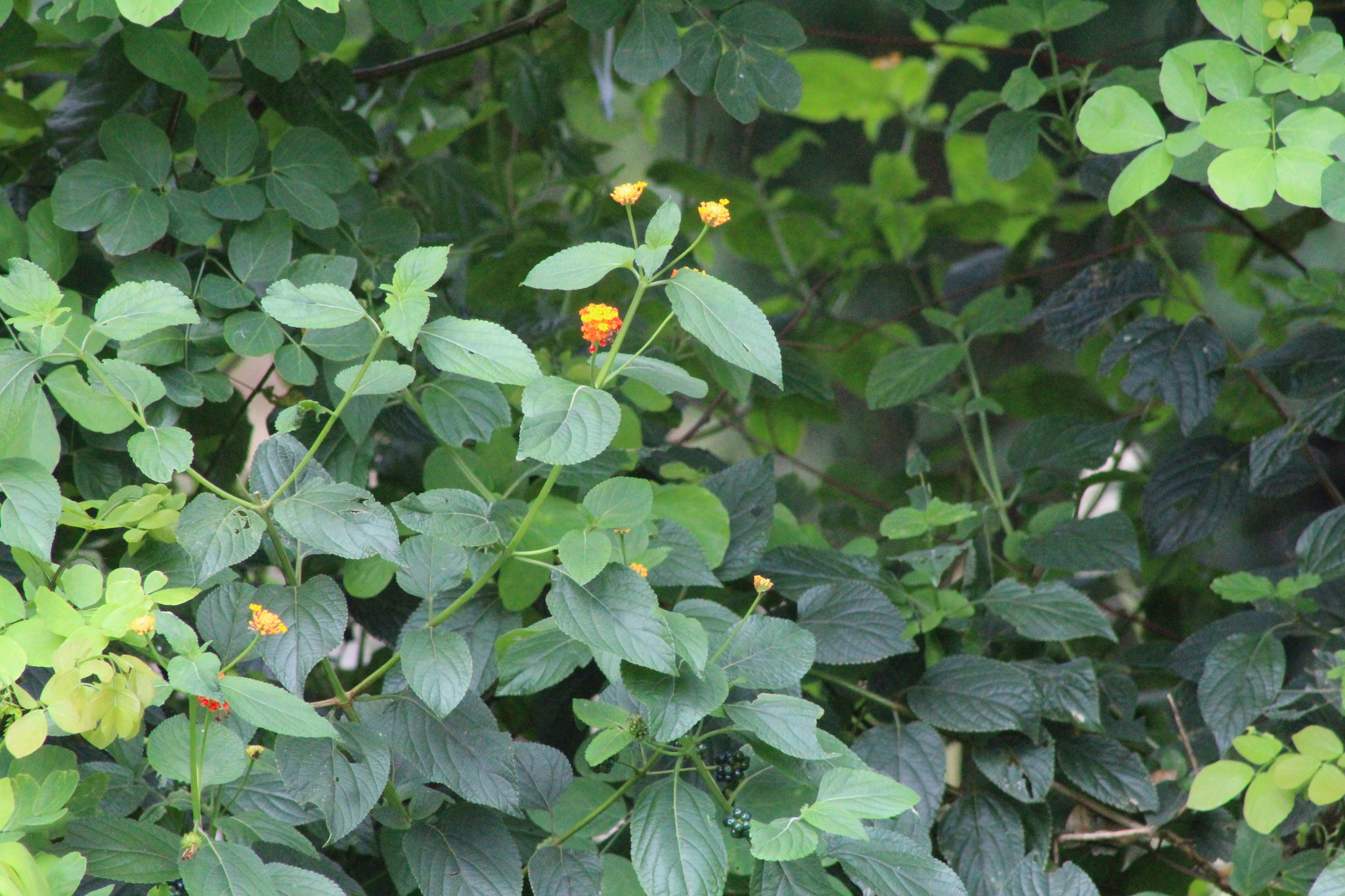Lantana camara