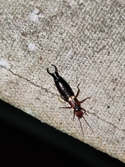 Pterygida ornaticapitata