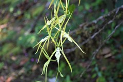 Brassia