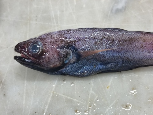 Gadella (Gadella maraldi) — Moridae