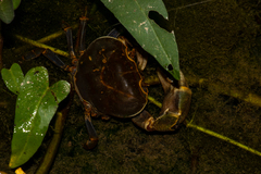 Demanietta khirikhan